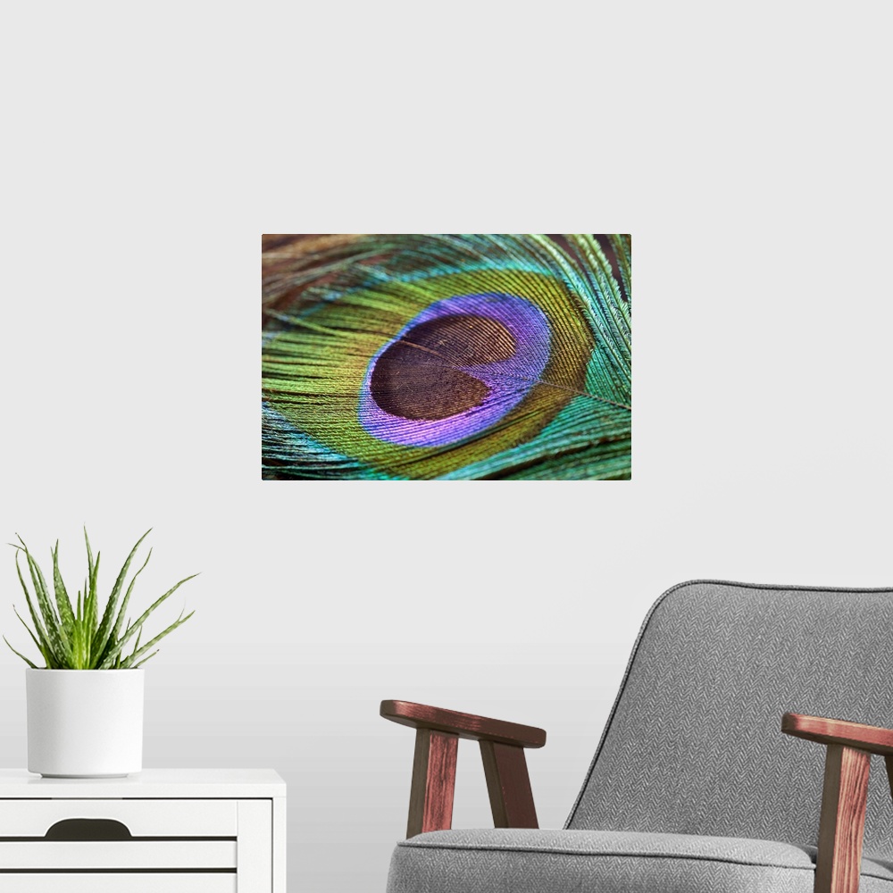 A modern room featuring Wall art of the detail on a bird feather zoomed in.