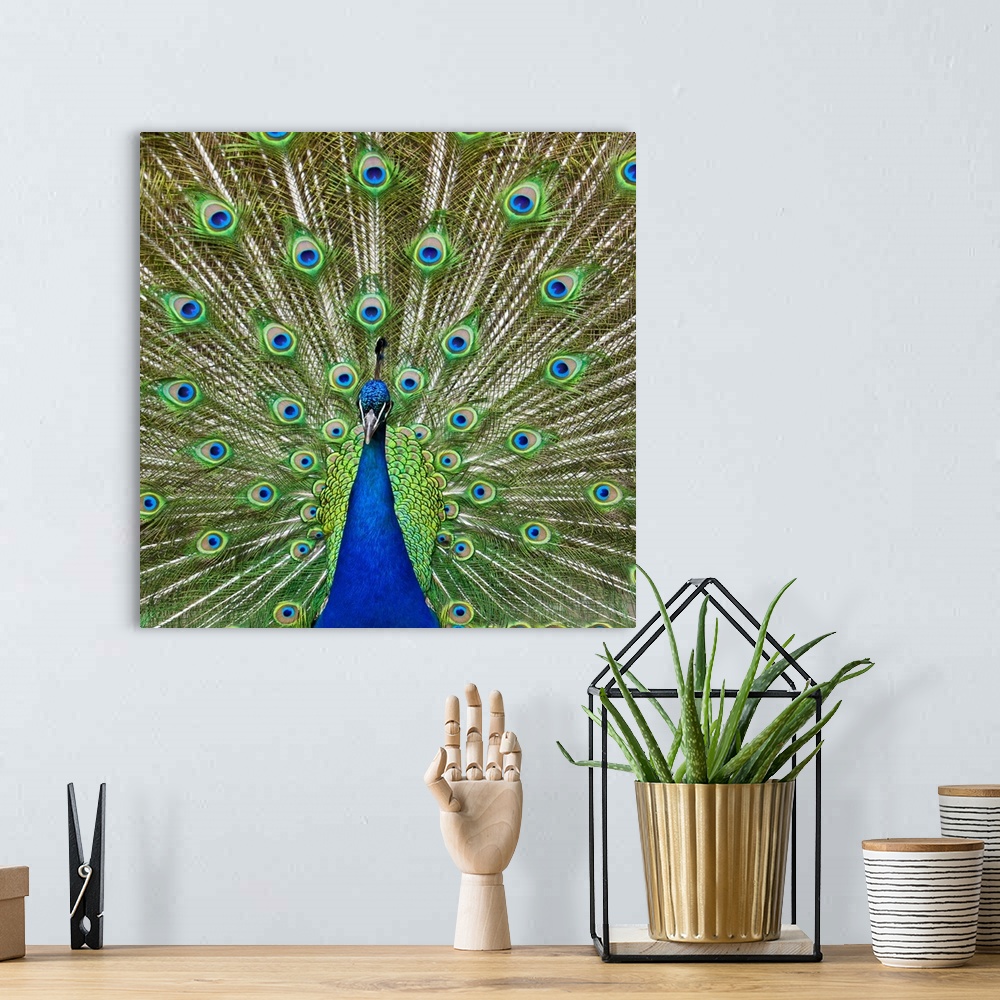 A bohemian room featuring Peacock showing its feathers, as part of a mating ritual