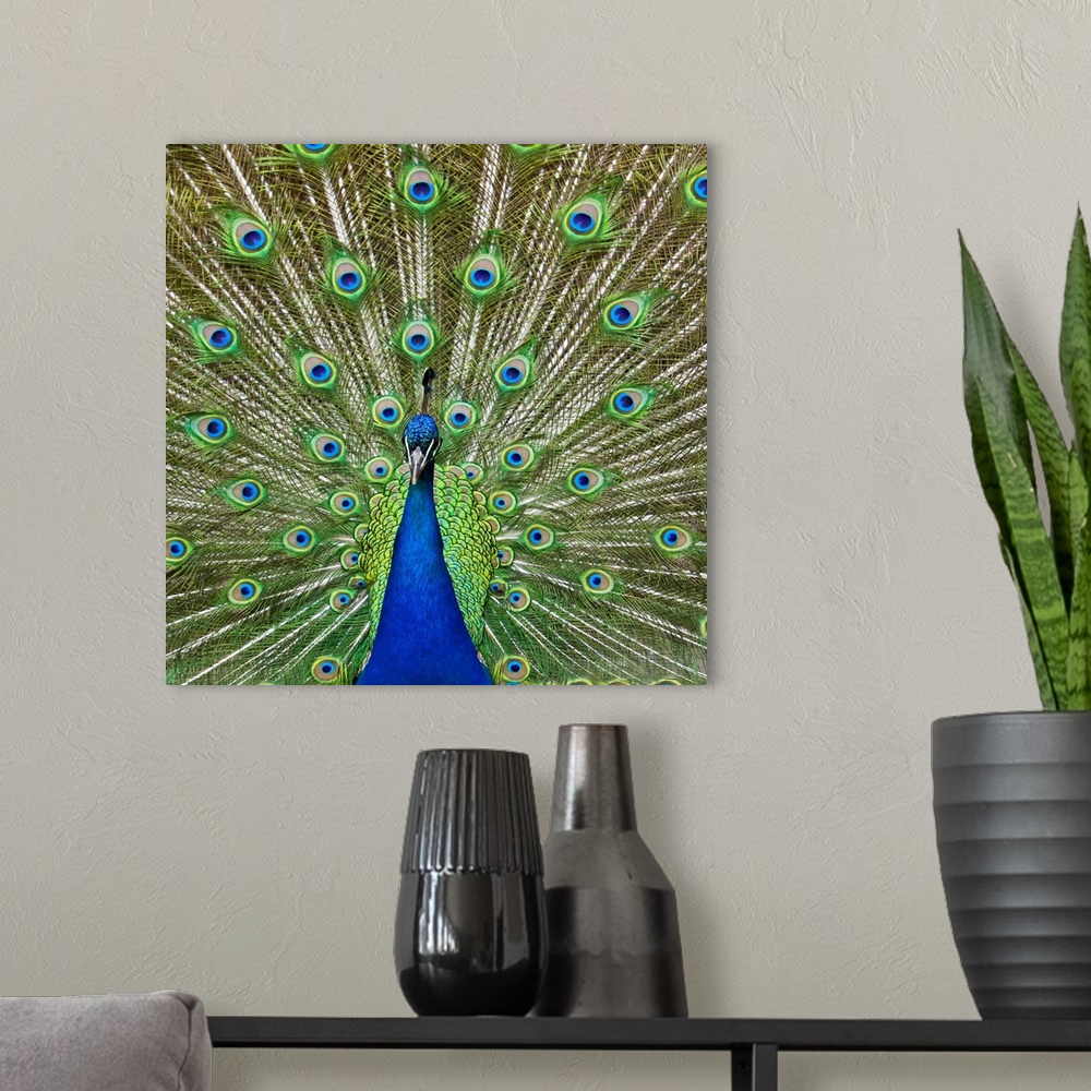 A modern room featuring Peacock showing its feathers, as part of a mating ritual