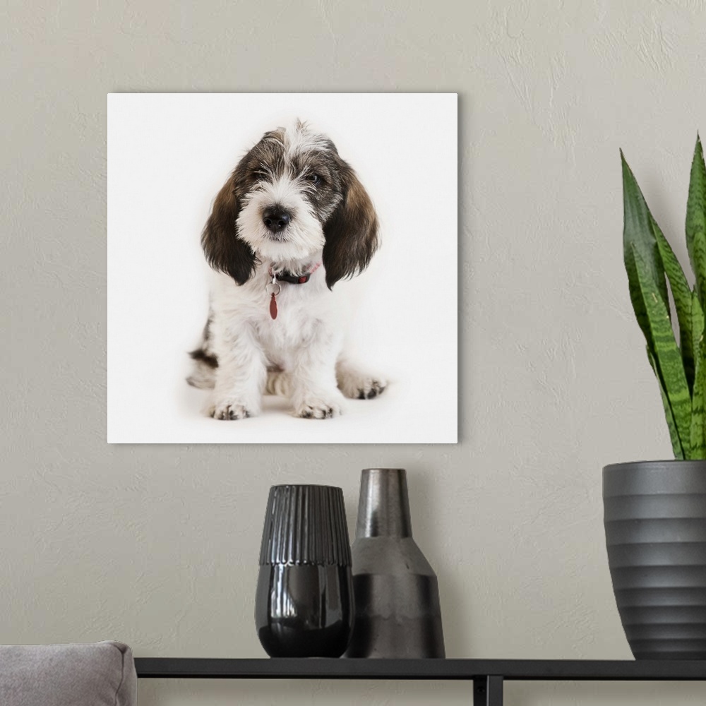 A modern room featuring Innocent pet dog seeks new loving home
