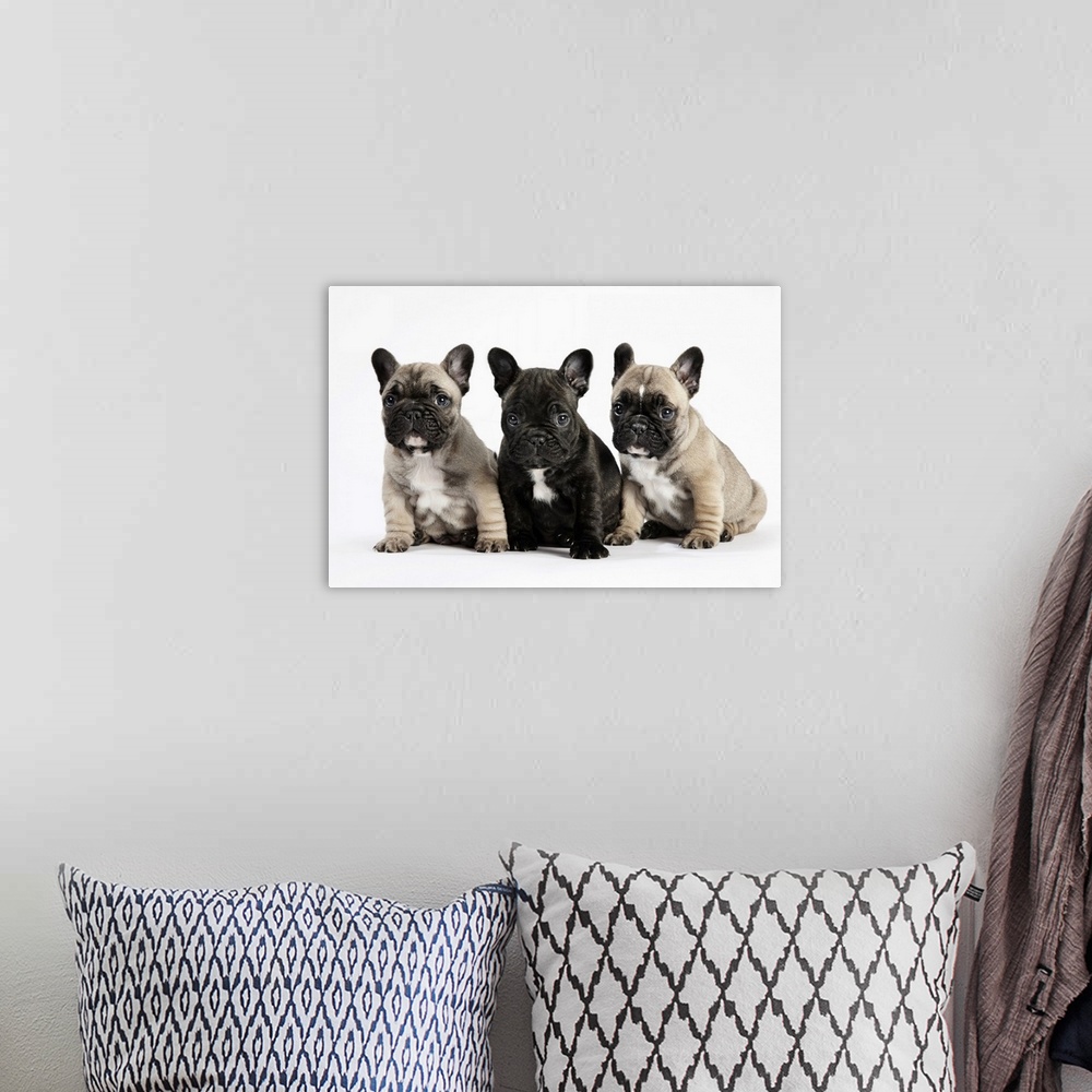 A bohemian room featuring Pedigree puppies / brotherly love, family & friendship
