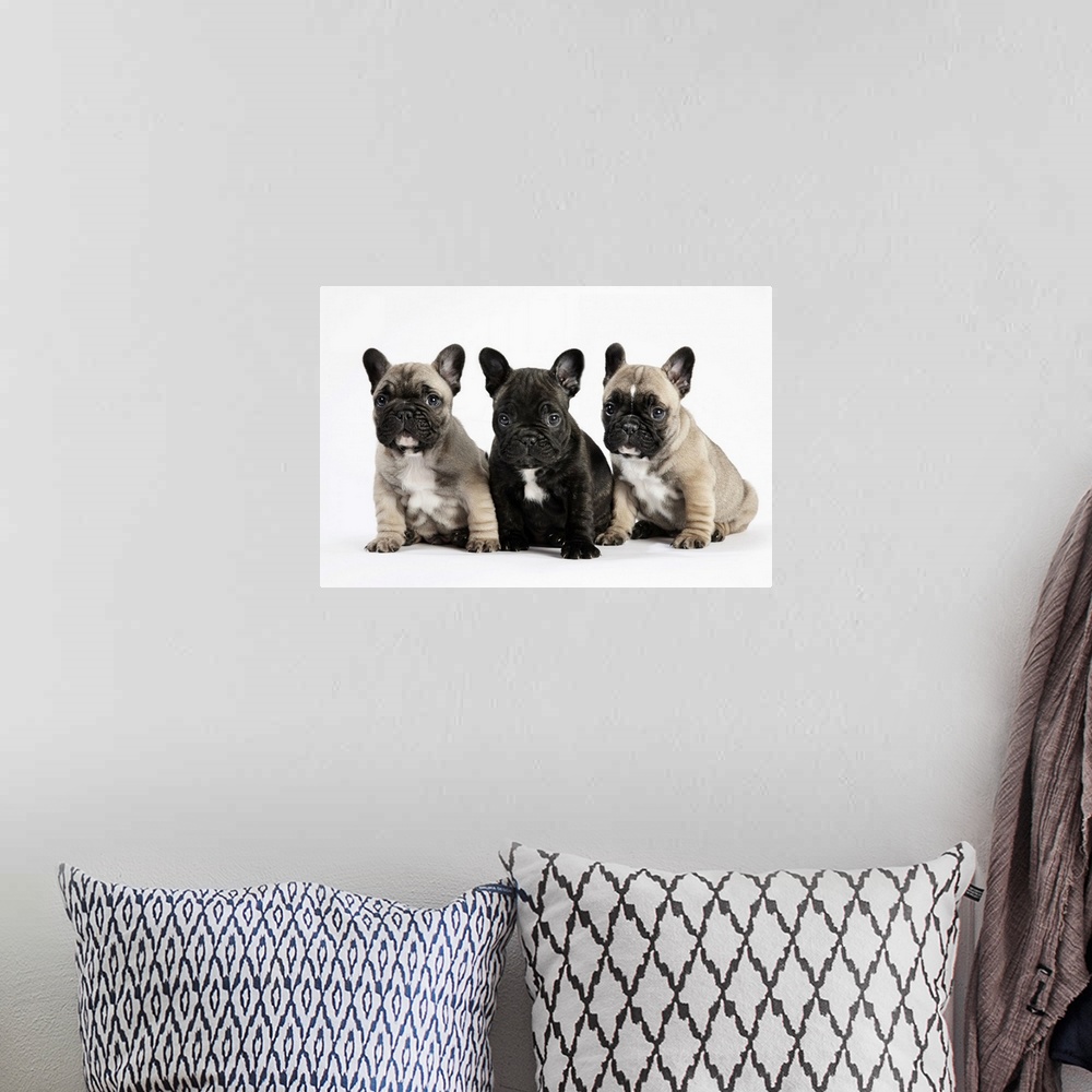 A bohemian room featuring Pedigree puppies / brotherly love, family & friendship