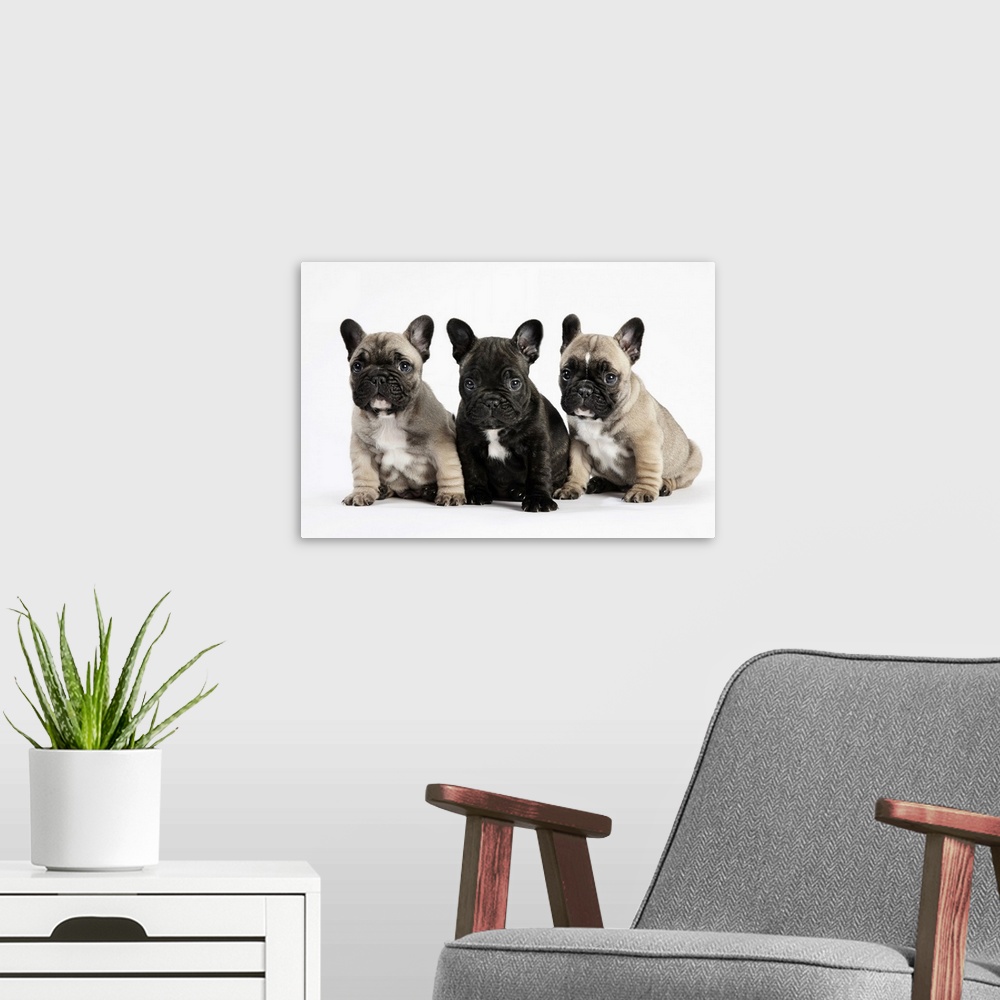 A modern room featuring Pedigree puppies / brotherly love, family & friendship