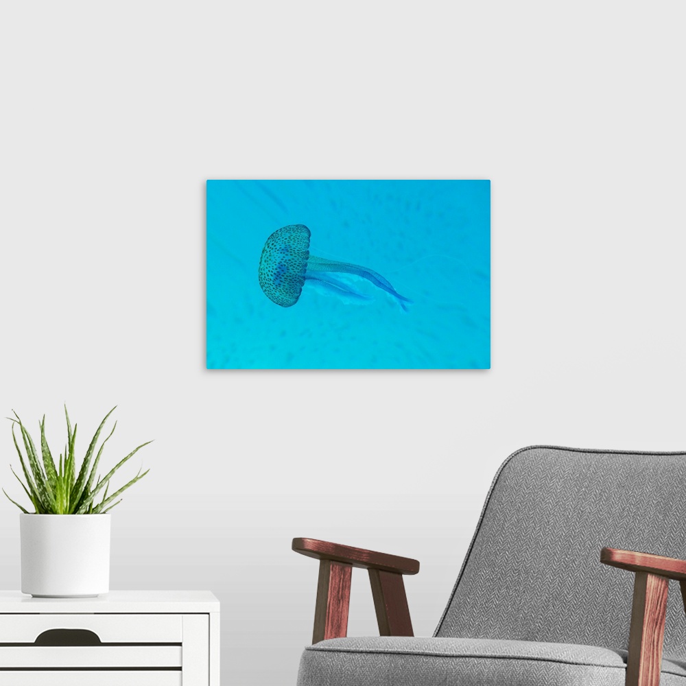 A modern room featuring Pelagia noctiluca     jellyfish taken underwater in Mediterranean sea.