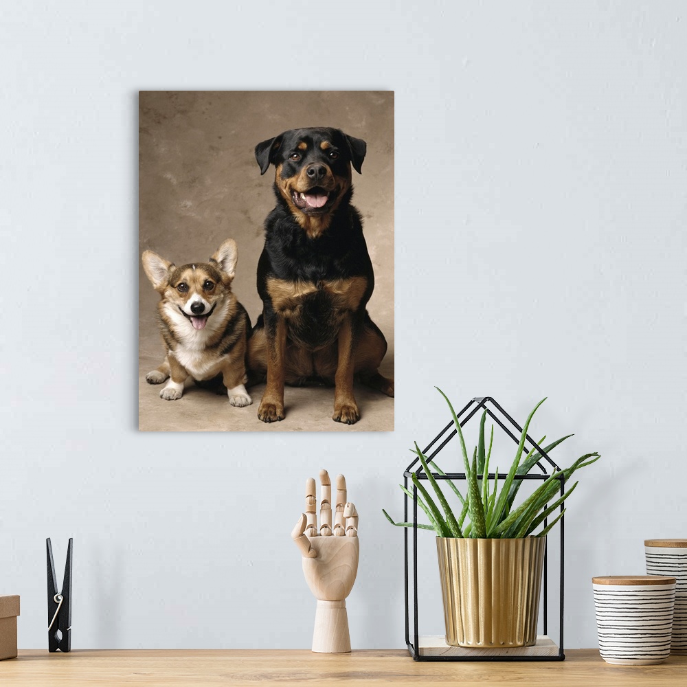 A bohemian room featuring Pembroke Welsh Corgi and a Rottweiler sitting down