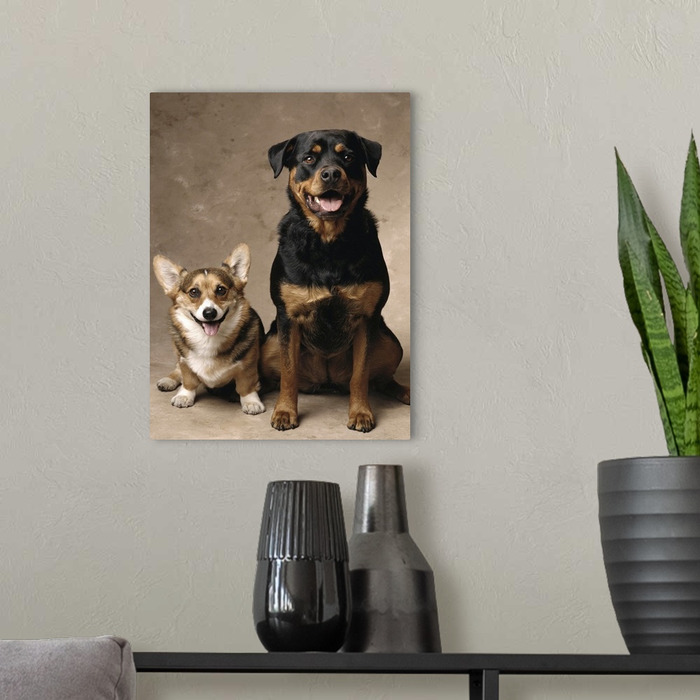 A modern room featuring Pembroke Welsh Corgi and a Rottweiler sitting down