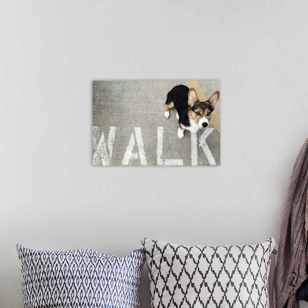 A bohemian room featuring A Welsh Corgi looking up at the camera while standing next to a stenciled 'WALK' sign on the side...