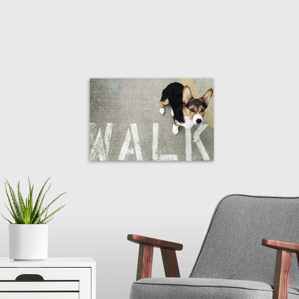 A modern room featuring A Welsh Corgi looking up at the camera while standing next to a stenciled 'WALK' sign on the side...