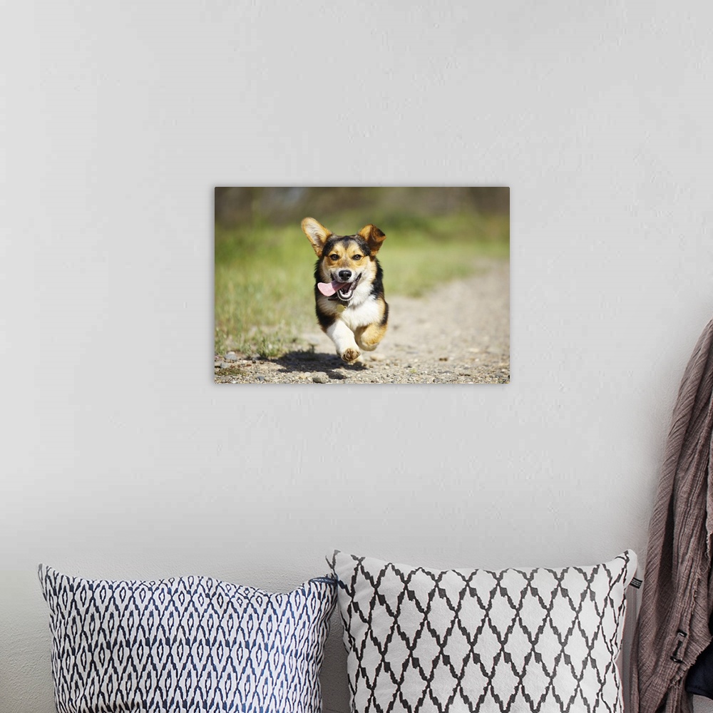 A bohemian room featuring A Pembroke Welsh Corgi smiling as it runs on a sunny Spring day in a park outdoors.