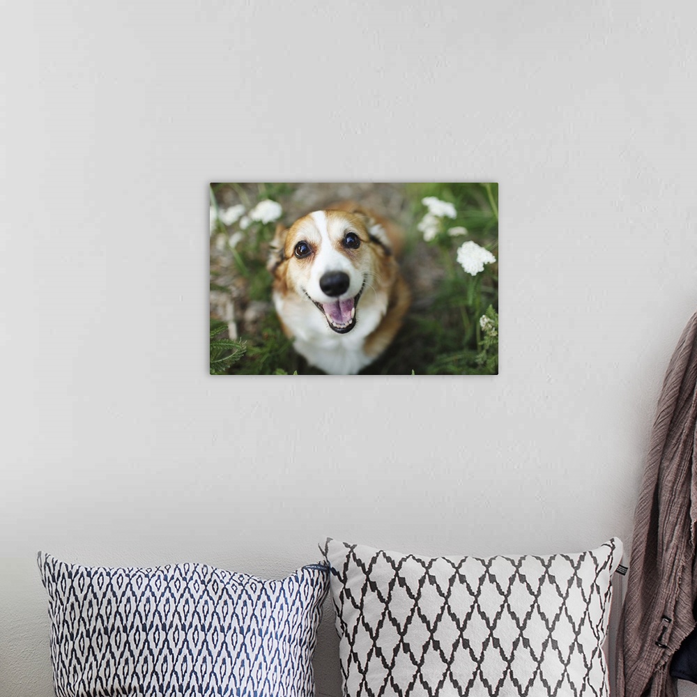 A bohemian room featuring A happy looking Welsh Corgi sitting on the ground amongst white flowers and greenery smiles up at...