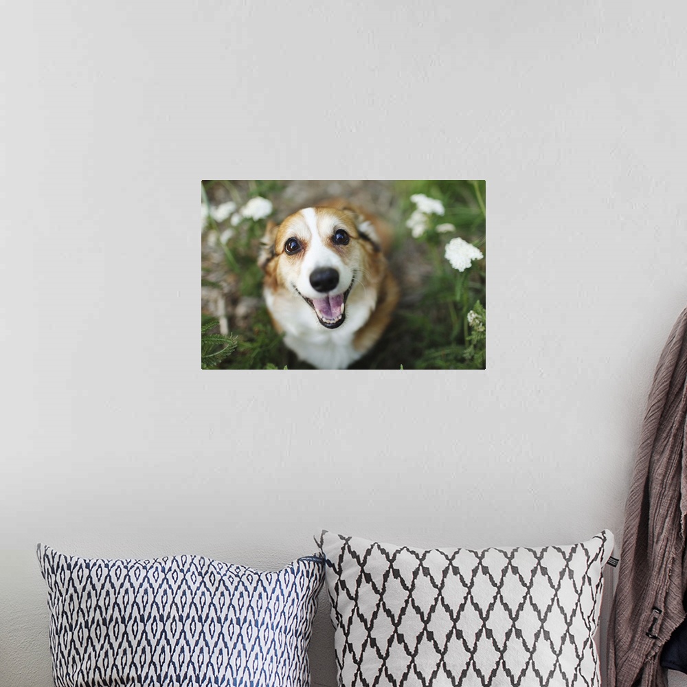 A bohemian room featuring A happy looking Welsh Corgi sitting on the ground amongst white flowers and greenery smiles up at...