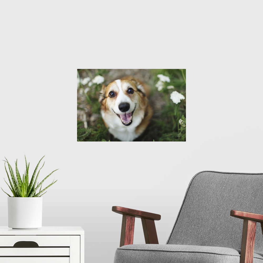 A modern room featuring A happy looking Welsh Corgi sitting on the ground amongst white flowers and greenery smiles up at...