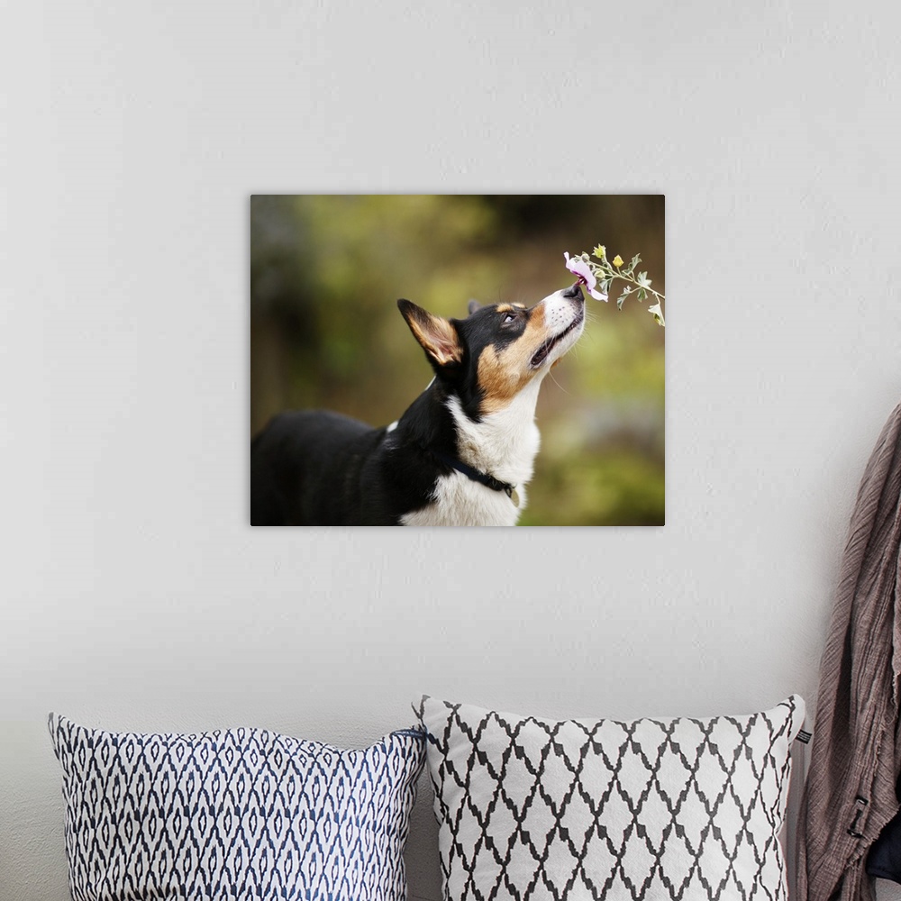 A bohemian room featuring A Welsh Corgi dog intently smells a single flower against a diffuse green background.