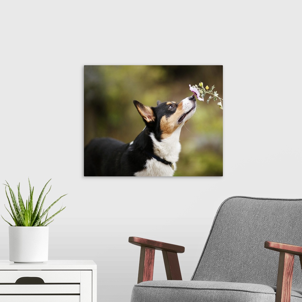 A modern room featuring A Welsh Corgi dog intently smells a single flower against a diffuse green background.