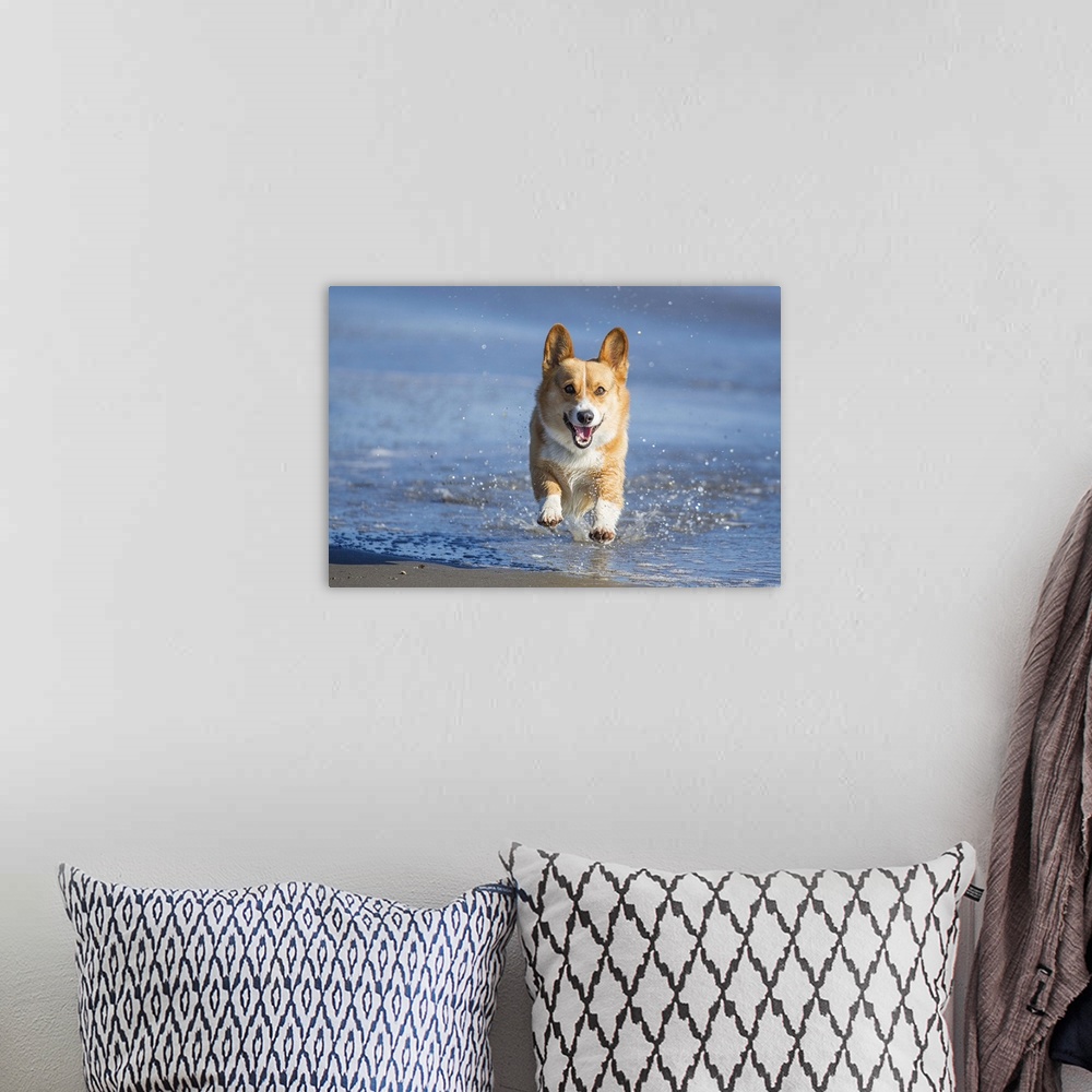 A bohemian room featuring An energetic Pembroke Welsh Corgi dog splashing through water at the beach on a sunny afternoon.