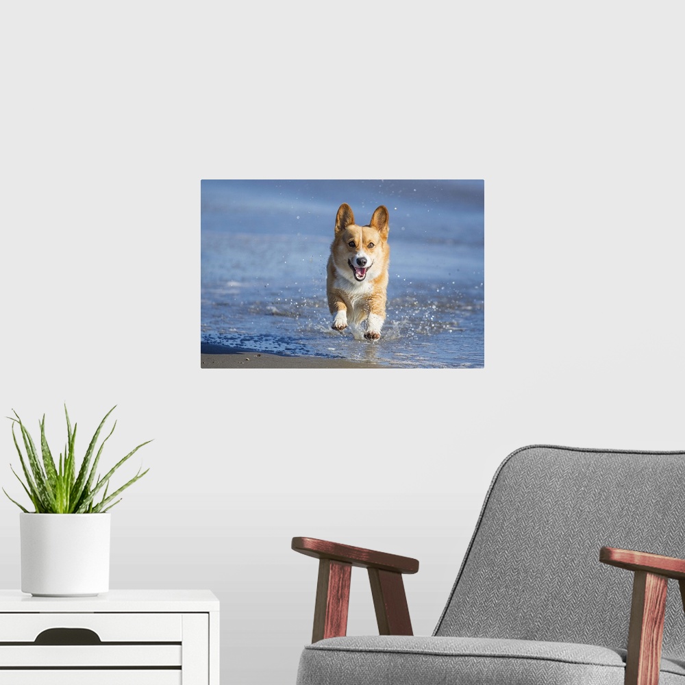 A modern room featuring An energetic Pembroke Welsh Corgi dog splashing through water at the beach on a sunny afternoon.