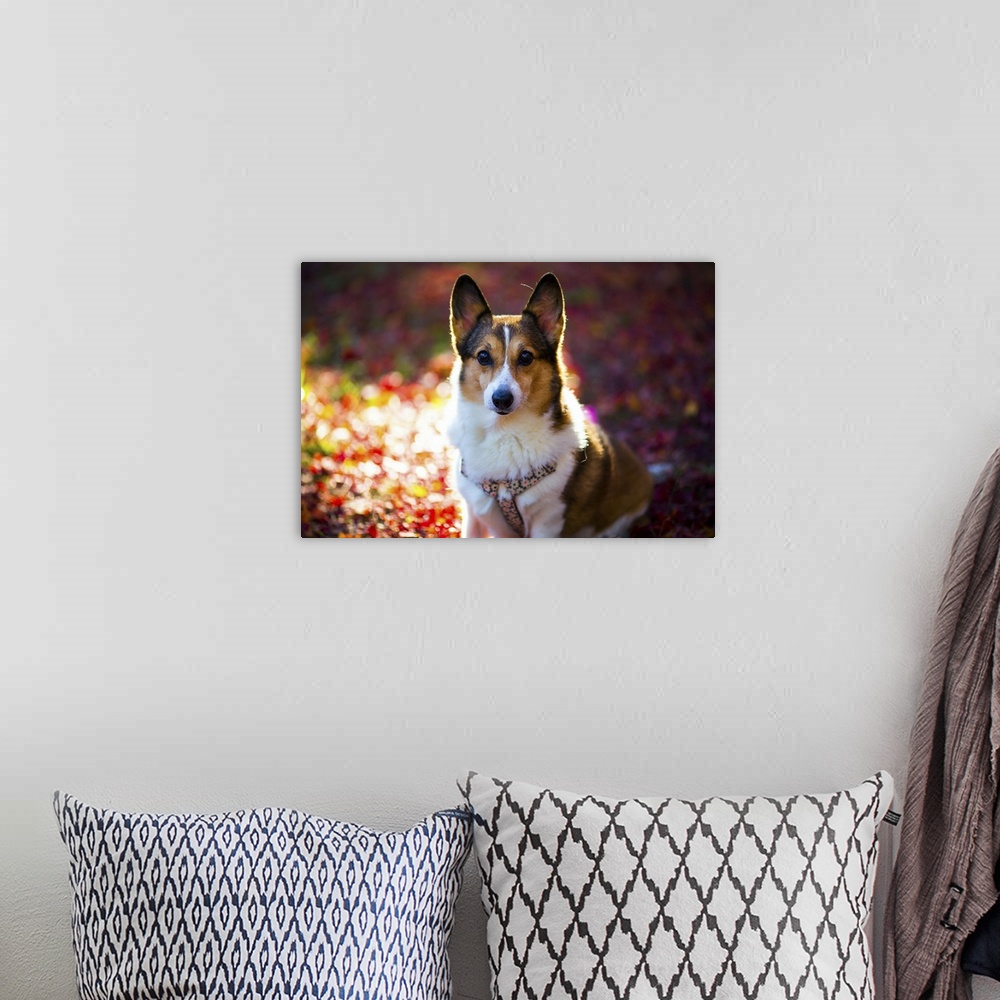 A bohemian room featuring Portrait of a Welsh Corgi Dog, on the fallen leaves