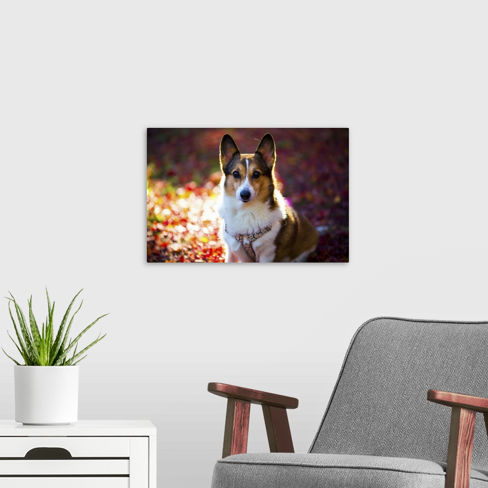 A modern room featuring Portrait of a Welsh Corgi Dog, on the fallen leaves