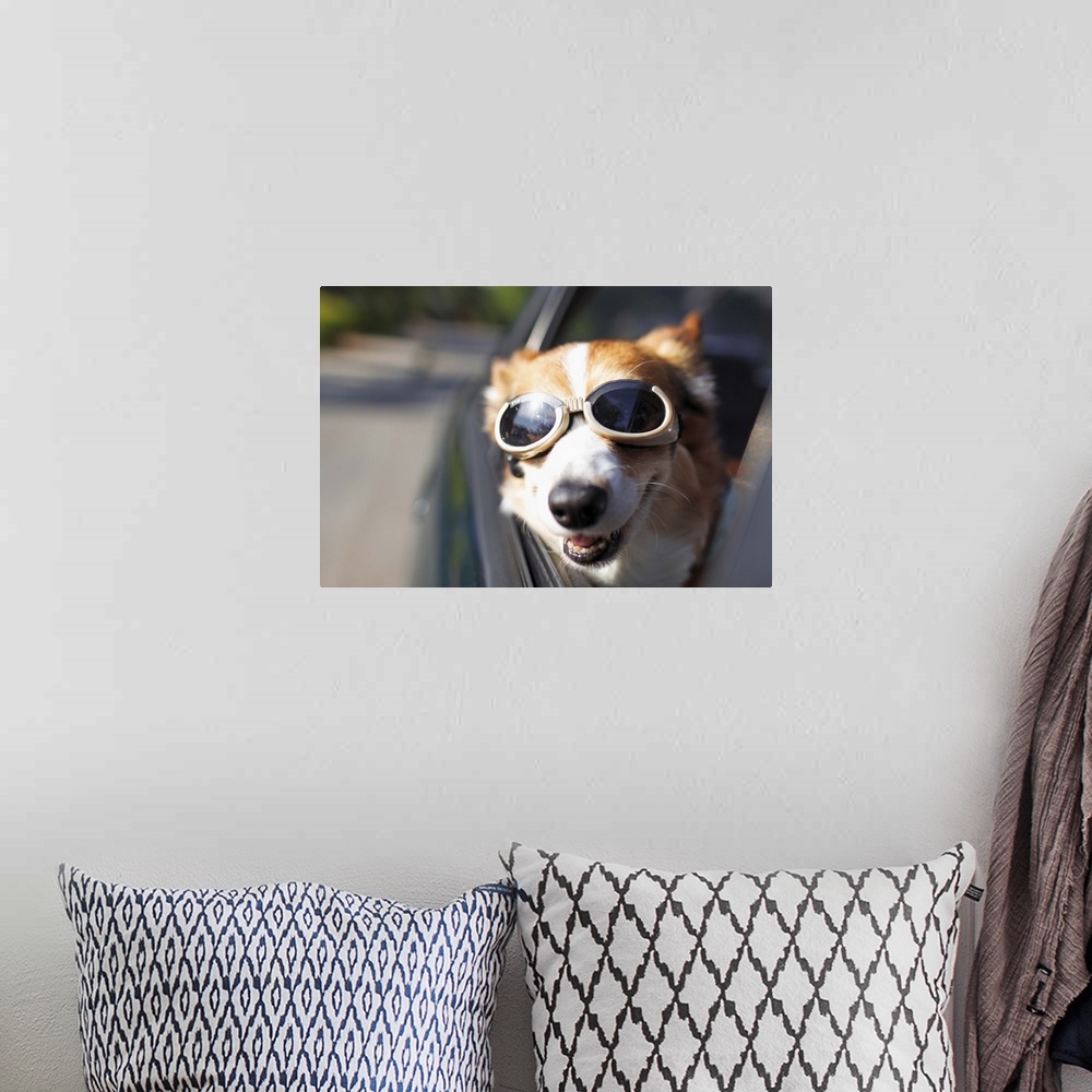 A bohemian room featuring A Welsh Corgi wearing goggles sticks its head out of a car window during a car ride on a sunny day.