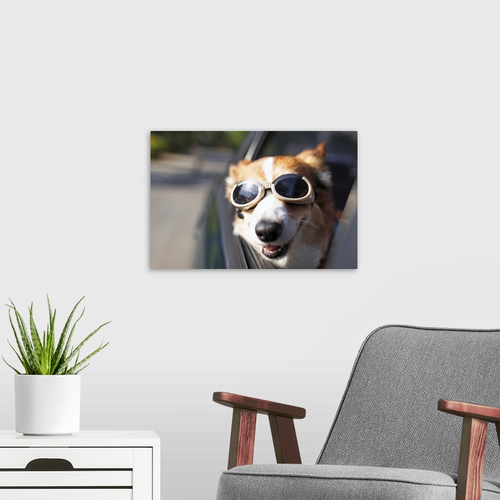 A modern room featuring A Welsh Corgi wearing goggles sticks its head out of a car window during a car ride on a sunny day.