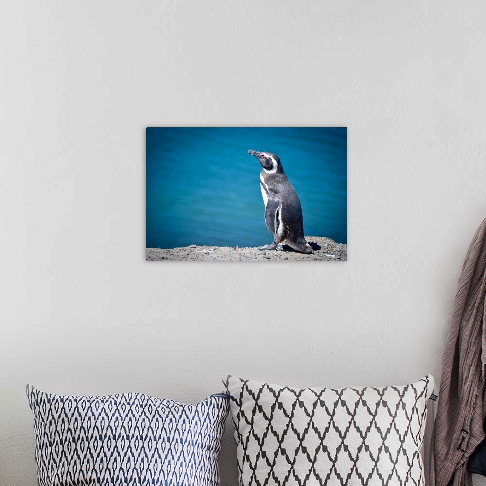 A bohemian room featuring Penguins sitting with blue sea in background at Peninsula Valdes.