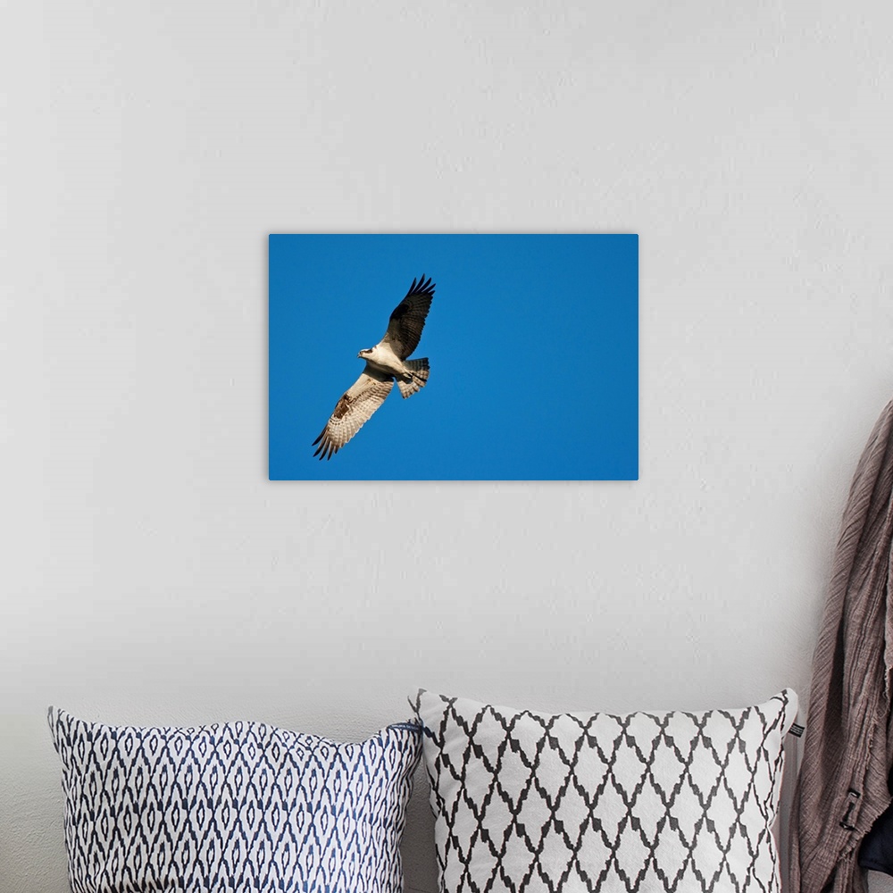 A bohemian room featuring USA, Maine, Acadia National Park, Peregrine Falcon (Falco peregrinus) hovering in flight above Ba...