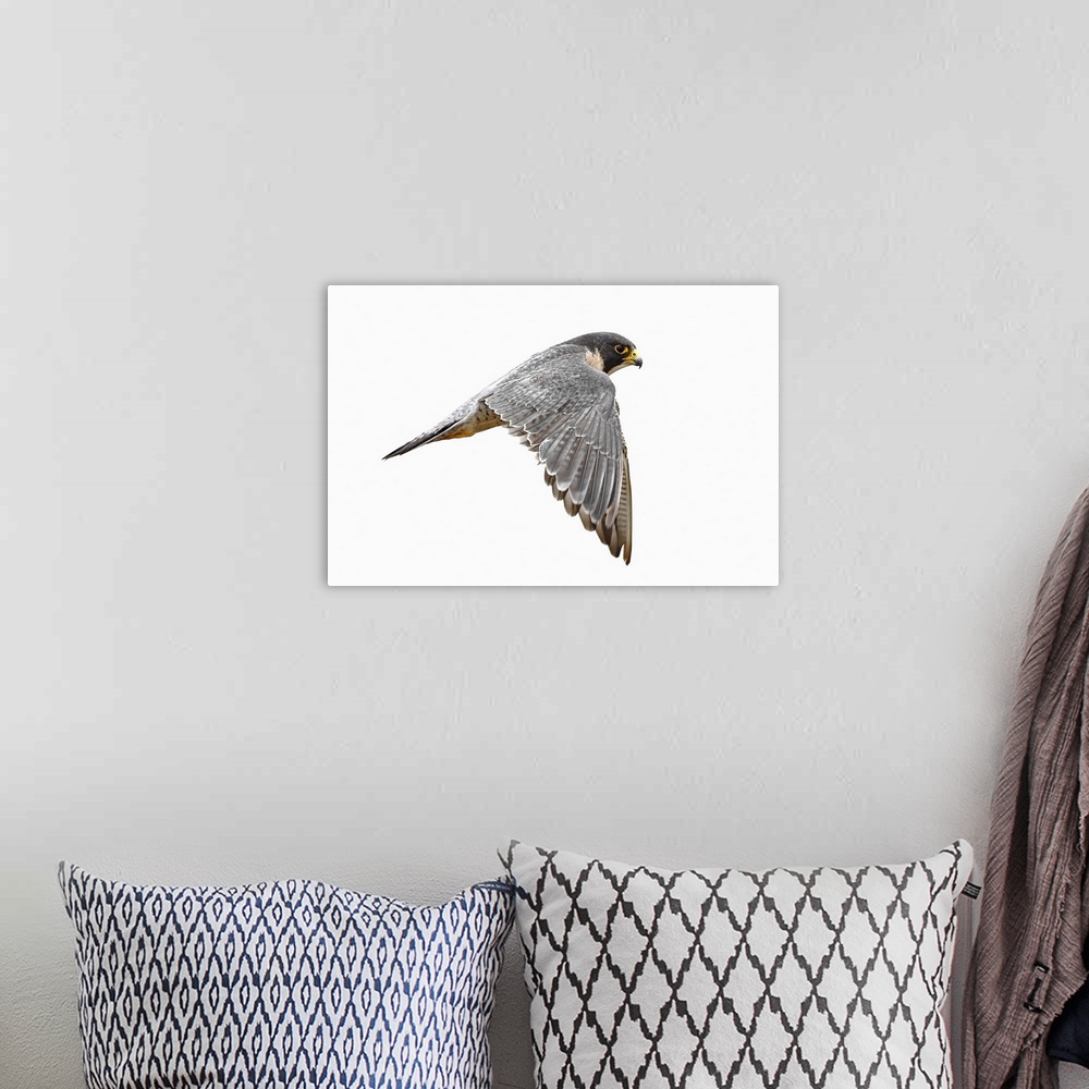 A bohemian room featuring peregrine falcon bird on white background due to overcast weather.