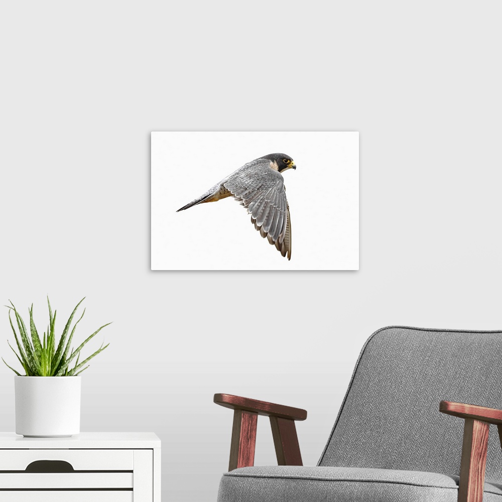 A modern room featuring peregrine falcon bird on white background due to overcast weather.