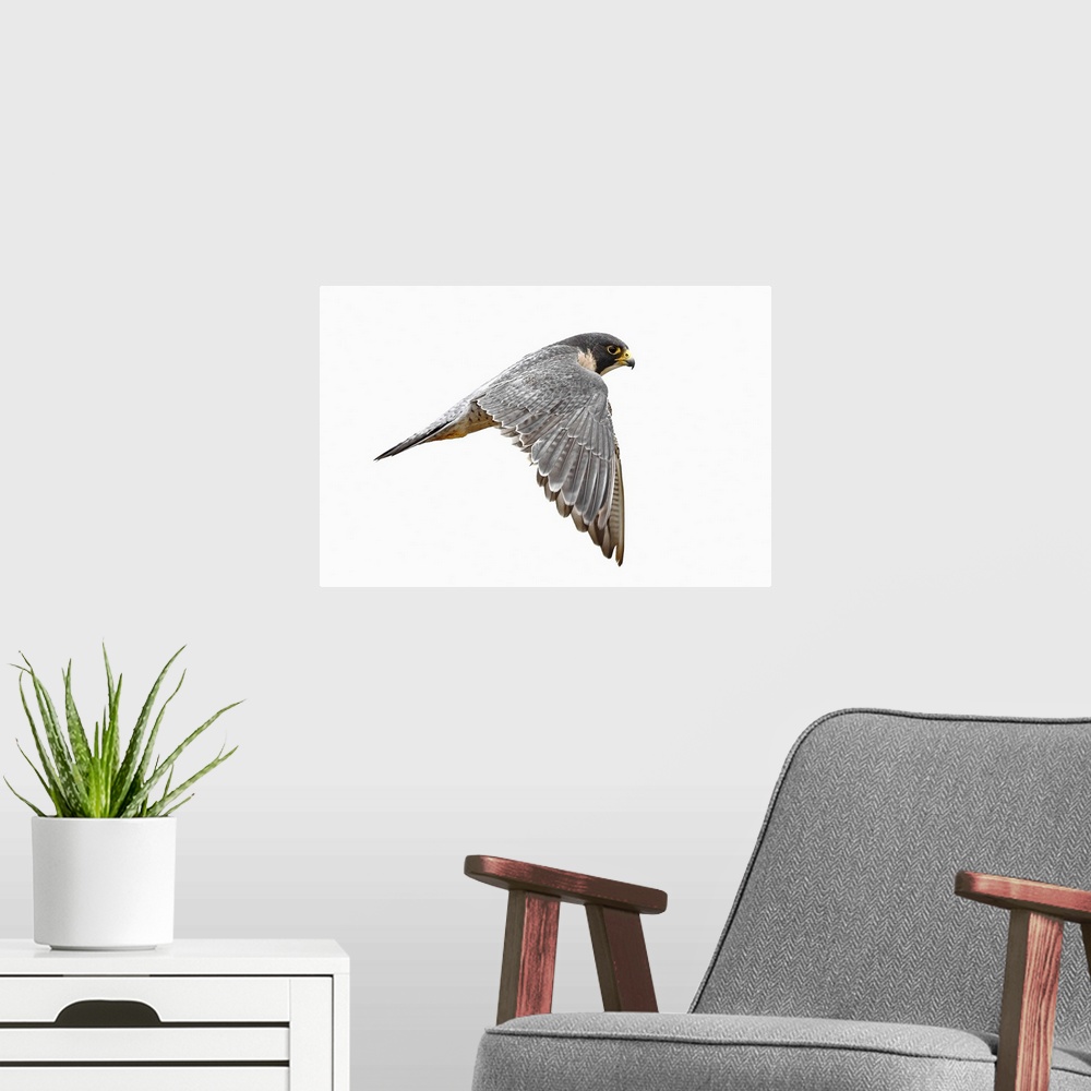 A modern room featuring peregrine falcon bird on white background due to overcast weather.