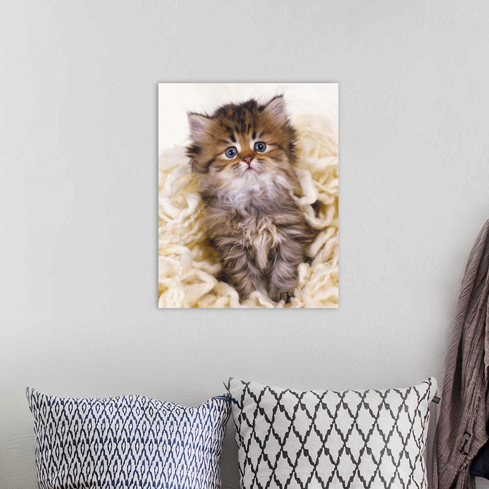 A bohemian room featuring Persian cat; is one of the oldest breeds of cat.