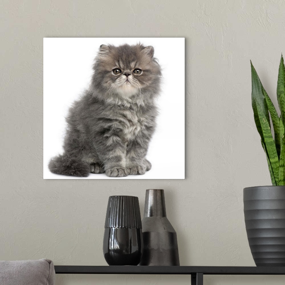 A modern room featuring Persian Kitten (2 months old) sitting