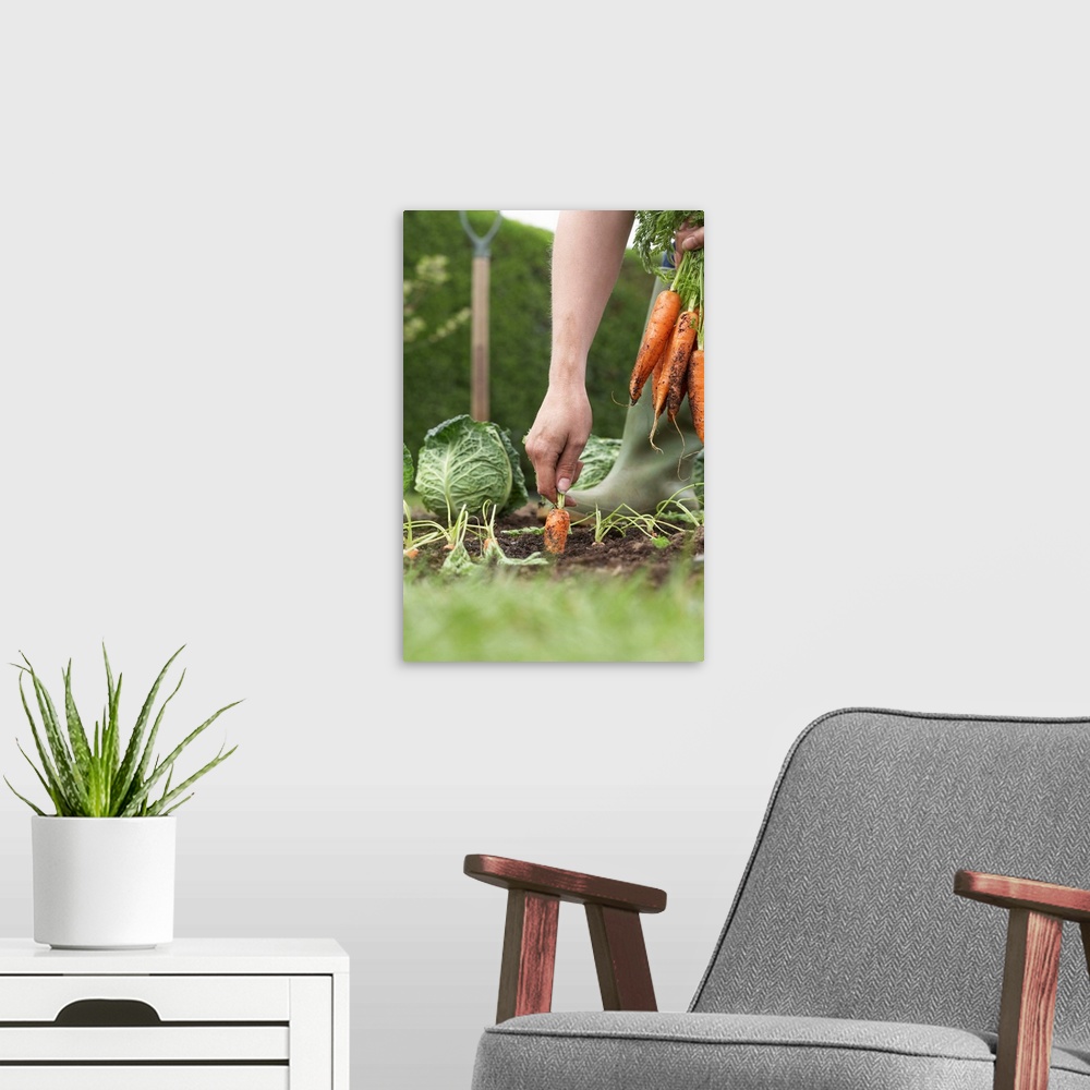 A modern room featuring Unrecognizable person picking carrots on field, close-up, low section