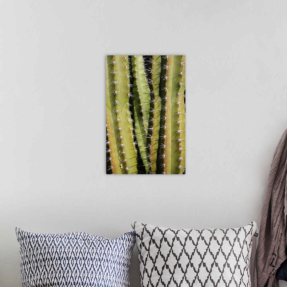A bohemian room featuring Full frame texture image of cactus plant, scientific name Cereus peruvianus.  Common name Peruvia...