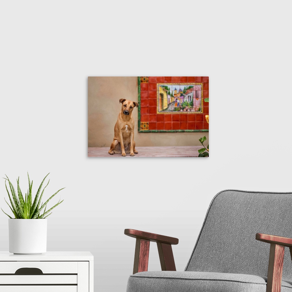 A modern room featuring Mexico, Baja Pensinula, Todos Santos, Dog sitting on porch beside mural at beachside home in Baja...