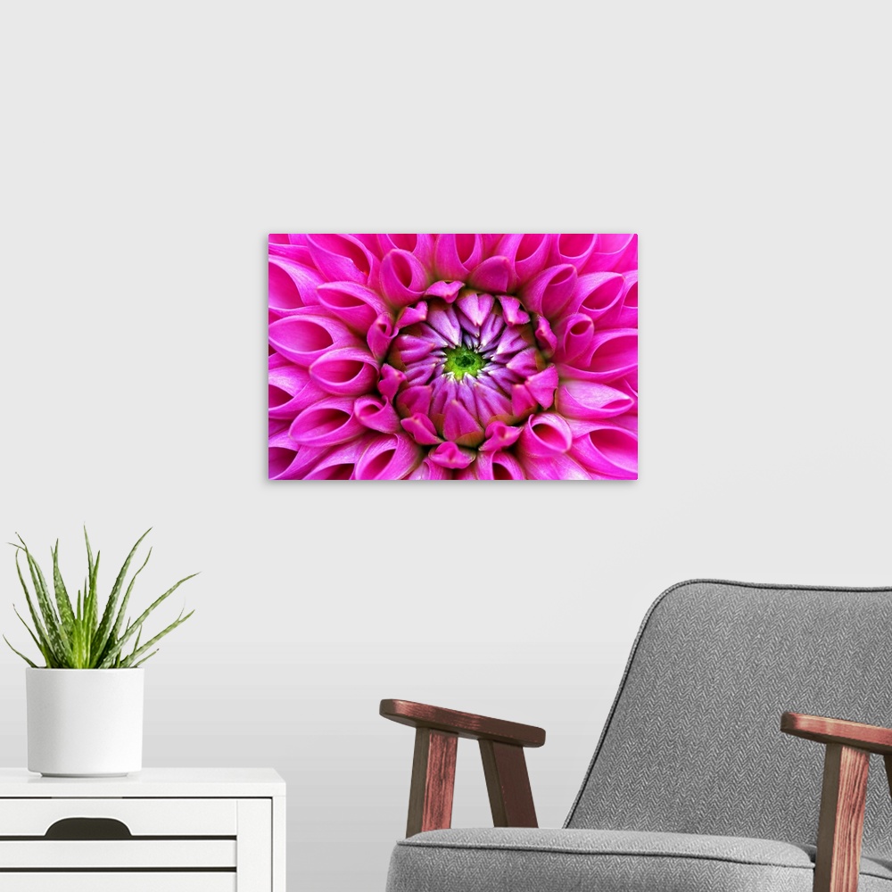 A modern room featuring Petal detail from heart of pink dahlia blossom.
