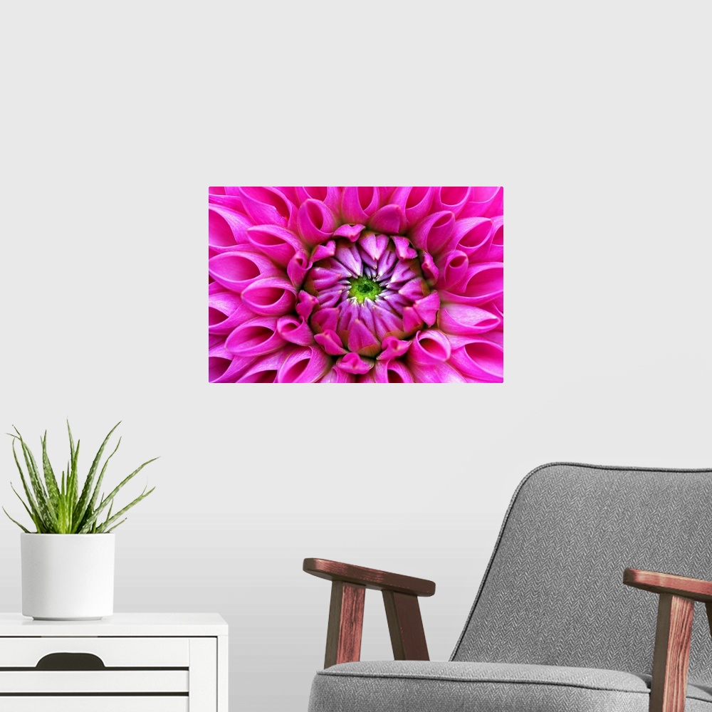 A modern room featuring Petal detail from heart of pink dahlia blossom.
