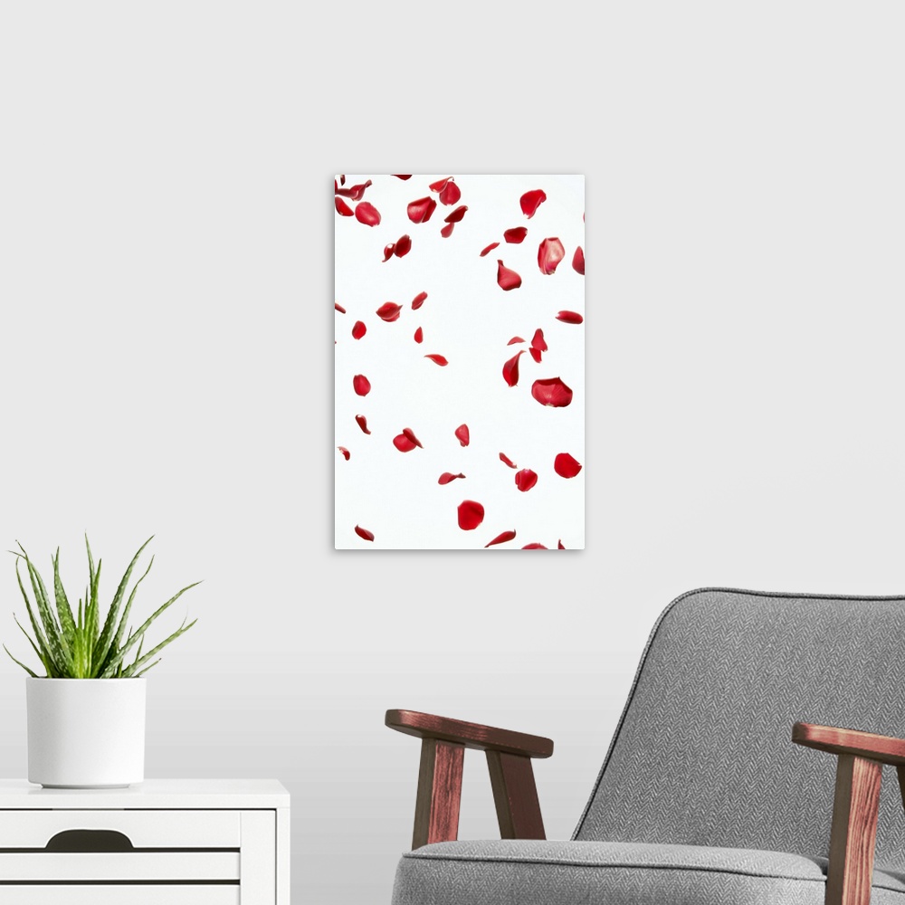 A modern room featuring Petal of red rose where it dances freely