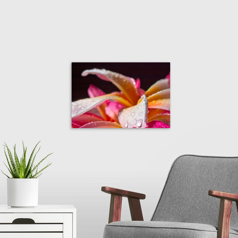 A modern room featuring Closeup abstract view of pink and yellow plumeria petals, wet with dew.