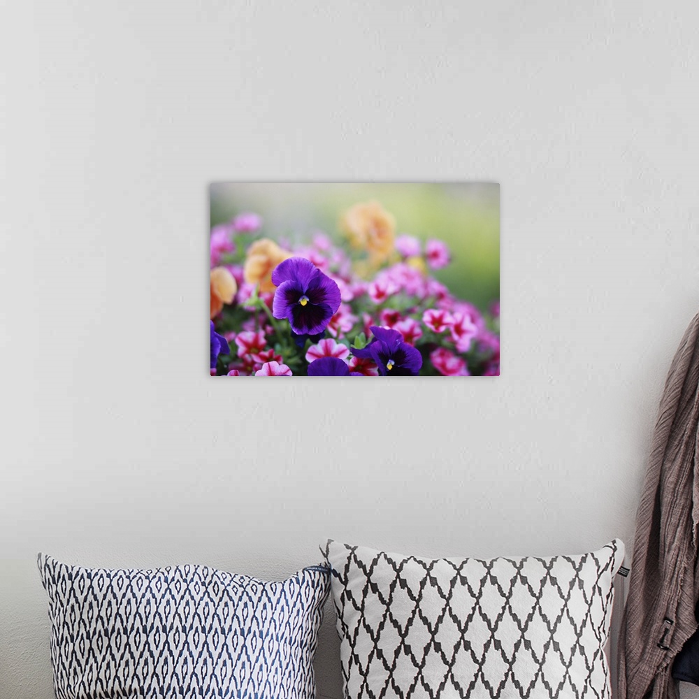 A bohemian room featuring Colorful photo of pansies and petunias.