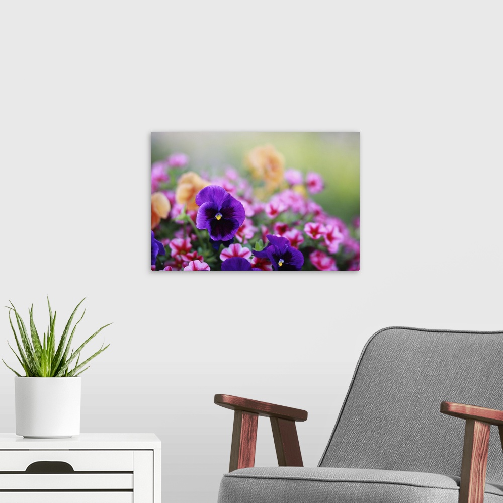 A modern room featuring Colorful photo of pansies and petunias.