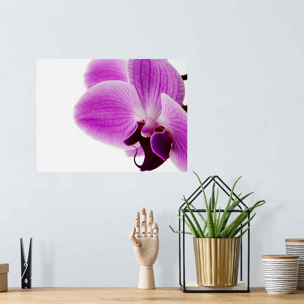 A bohemian room featuring Phalaenopsis Orchid