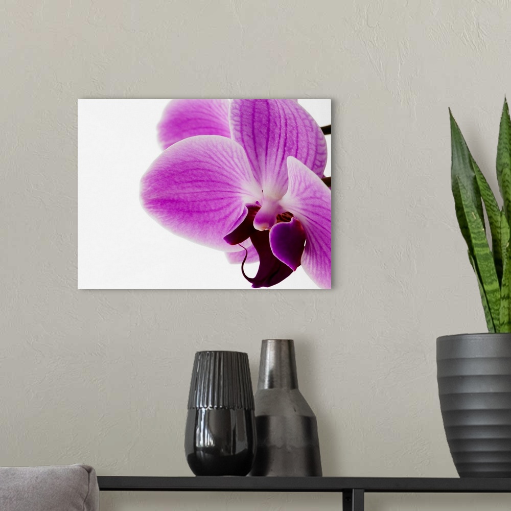 A modern room featuring Phalaenopsis Orchid