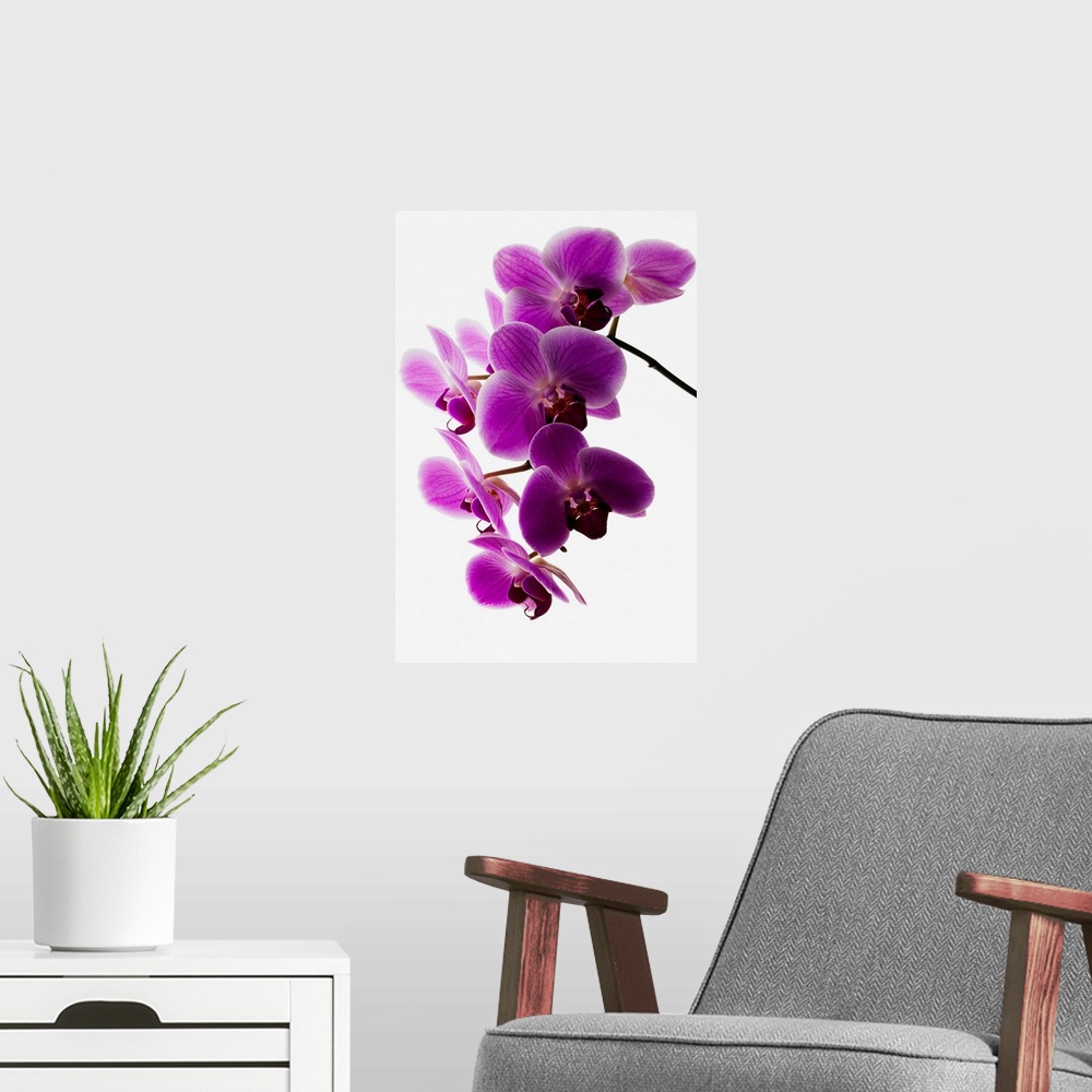A modern room featuring Phalaenopsis Orchids