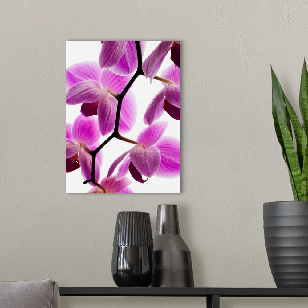 A modern room featuring Phalaenopsis Orchids
