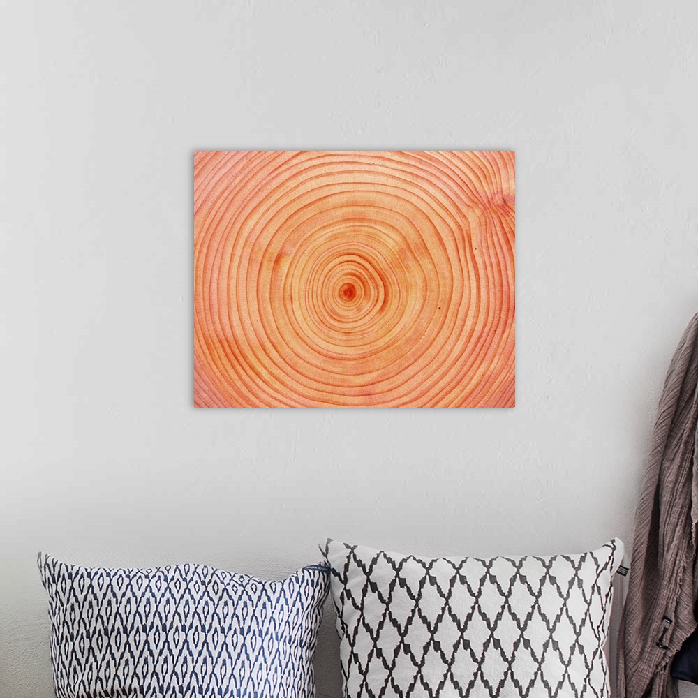A bohemian room featuring Photography of annual rings of Japanese cypress, Close Up