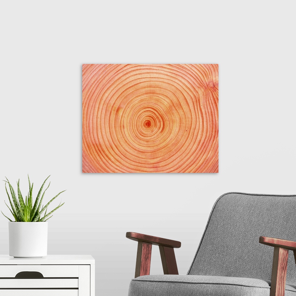 A modern room featuring Photography of annual rings of Japanese cypress, Close Up