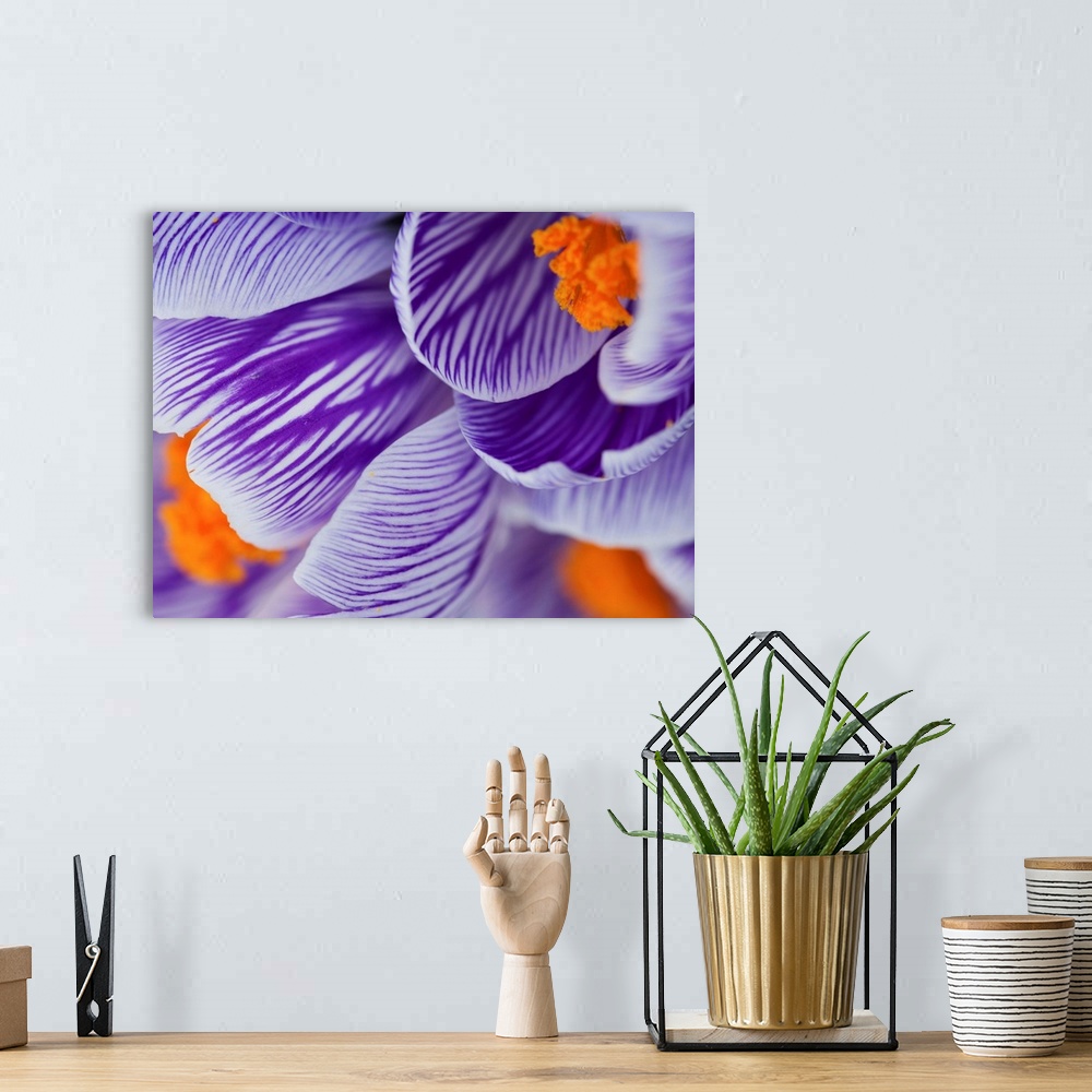 A bohemian room featuring Pickwick Crocus