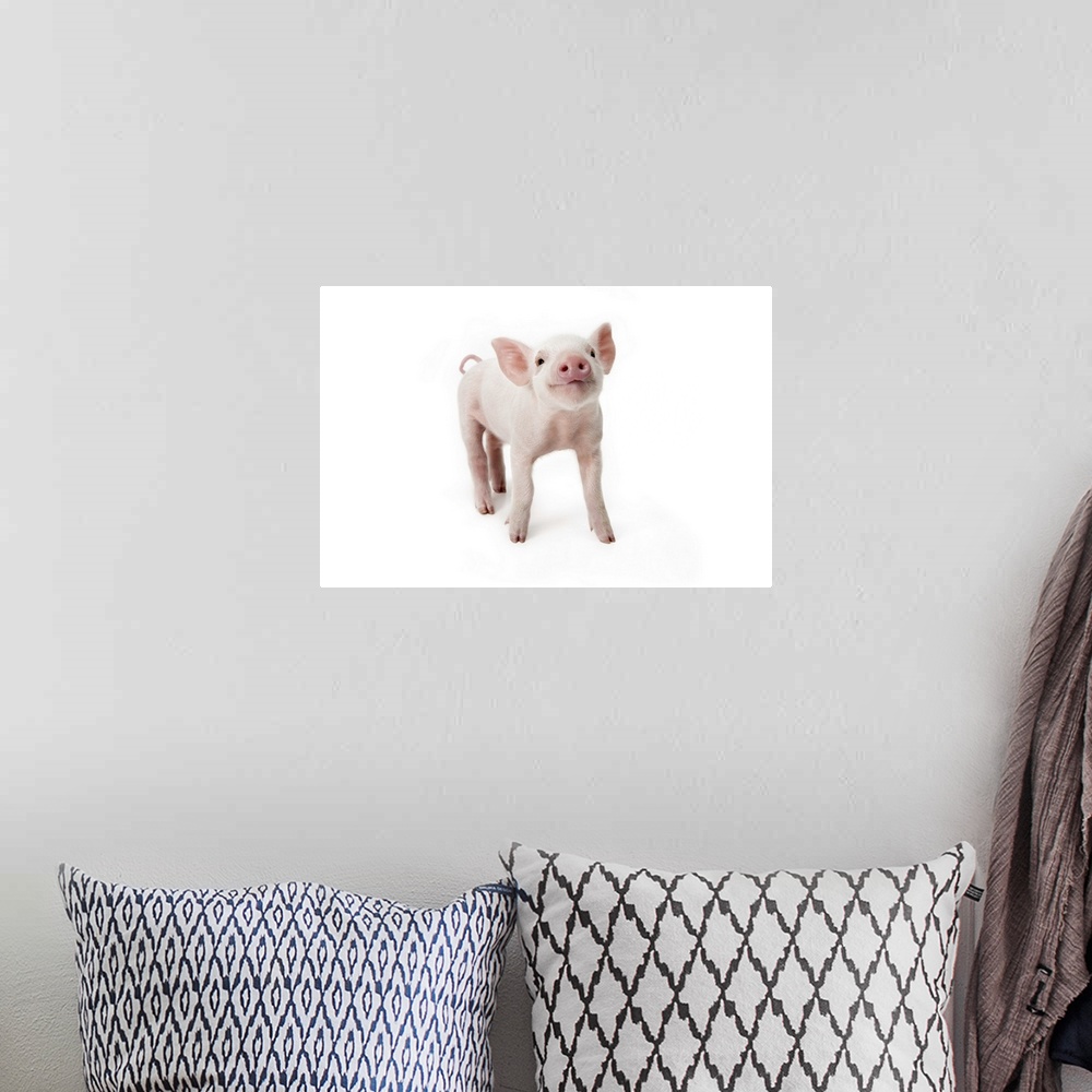 A bohemian room featuring Pig standing looking up, white background