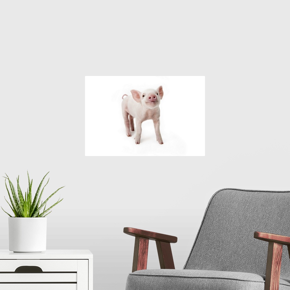 A modern room featuring Pig standing looking up, white background