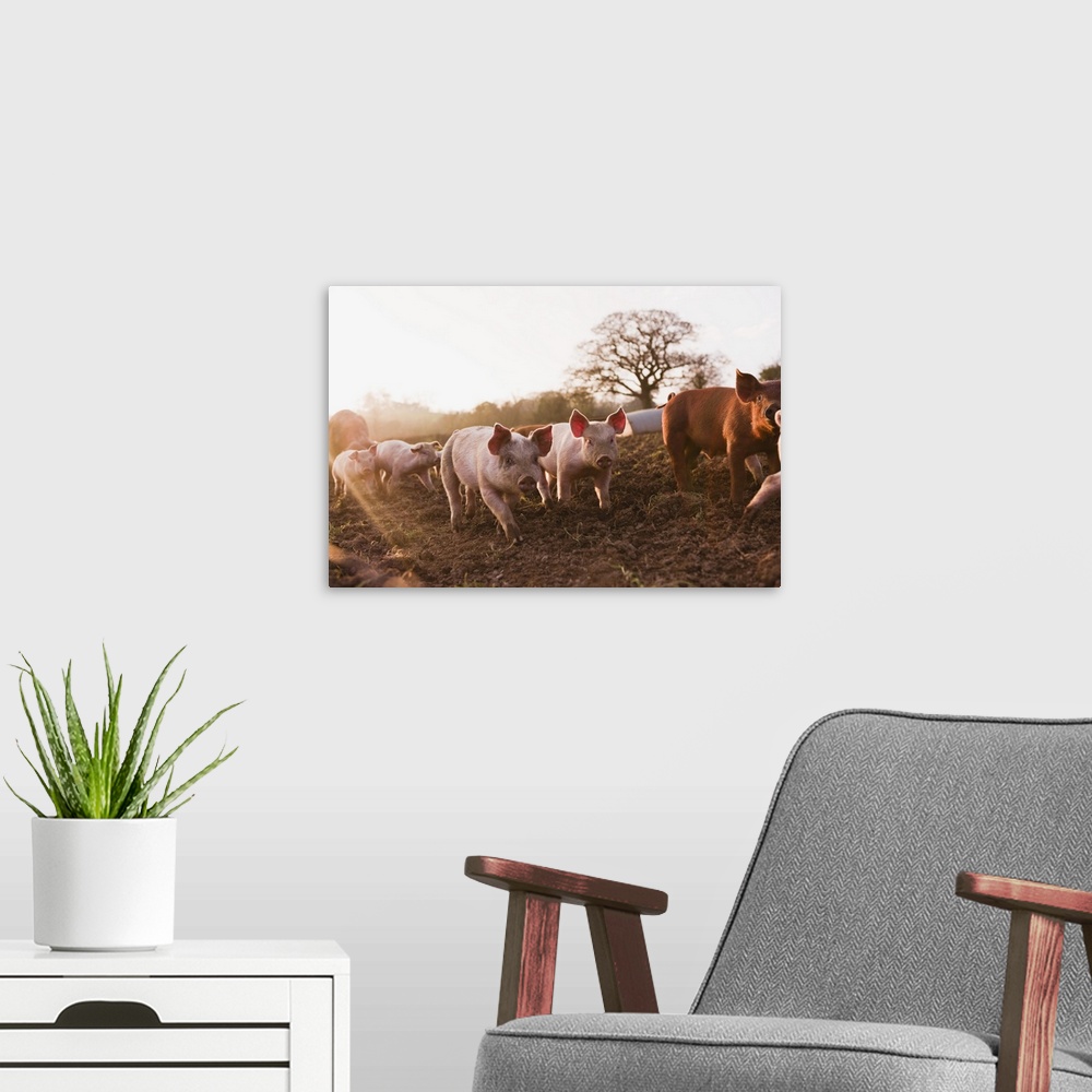 A modern room featuring Piglets in barnyard